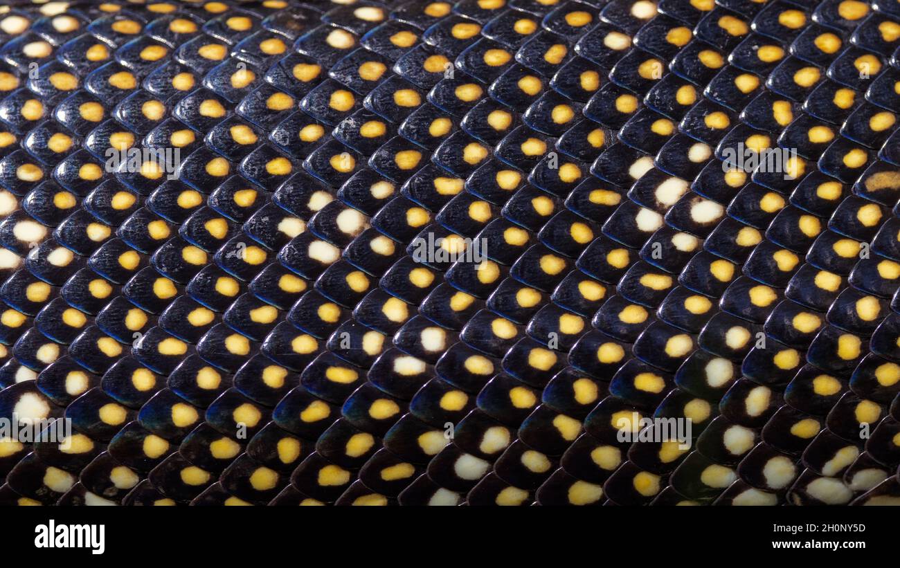 Scaglie di serpente da un Australian Diamond Python Foto Stock