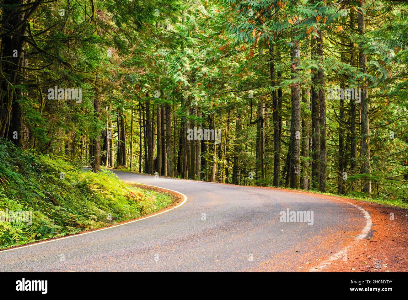 Una curva nella strada lungo la vecchia Cascade Highway tra alti alberi di abete verde con aghi arancioni che costeggiano il bordo della strada di campagna Foto Stock