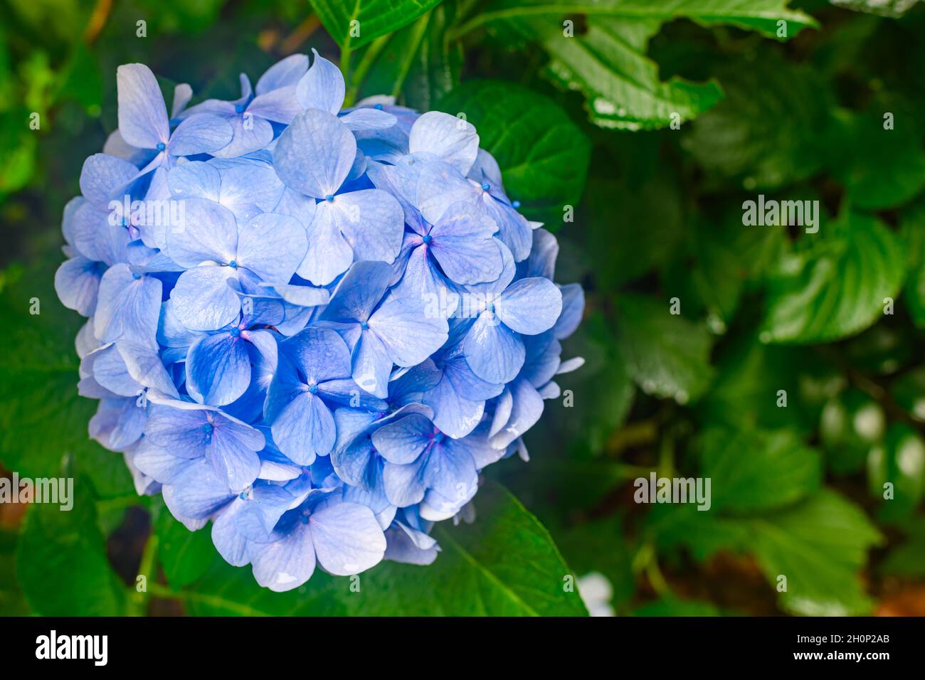 Fiori blu di hydrangea in fiore dopo la pioggia al Tempio di Yatadera, Nara. Foto Stock