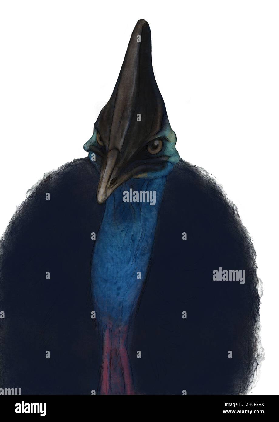 Bella illustrazione del viso cassowary. Grande uccello australiano. Illustrazione scientifica. Foto Stock