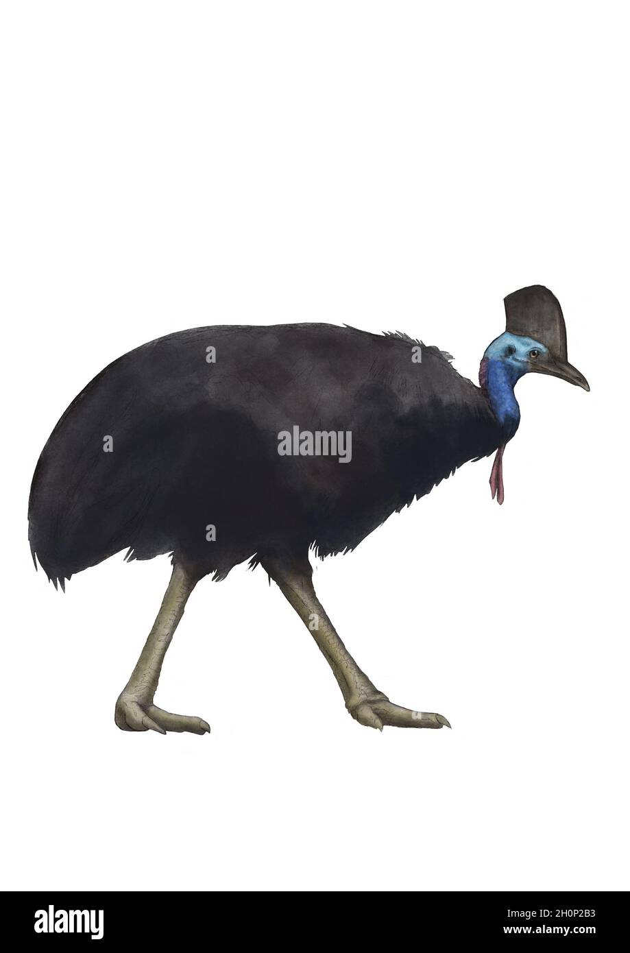Bella illustrazione cassowary. Grande uccello australiano. Illustrazione scientifica. Foto Stock