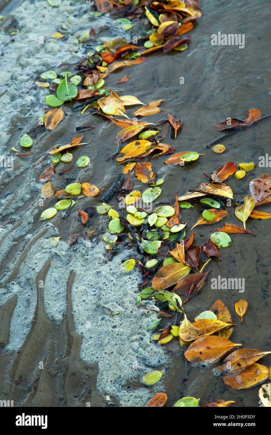 Foglie e schiuma lavate su spiaggia tideline. Foto Stock