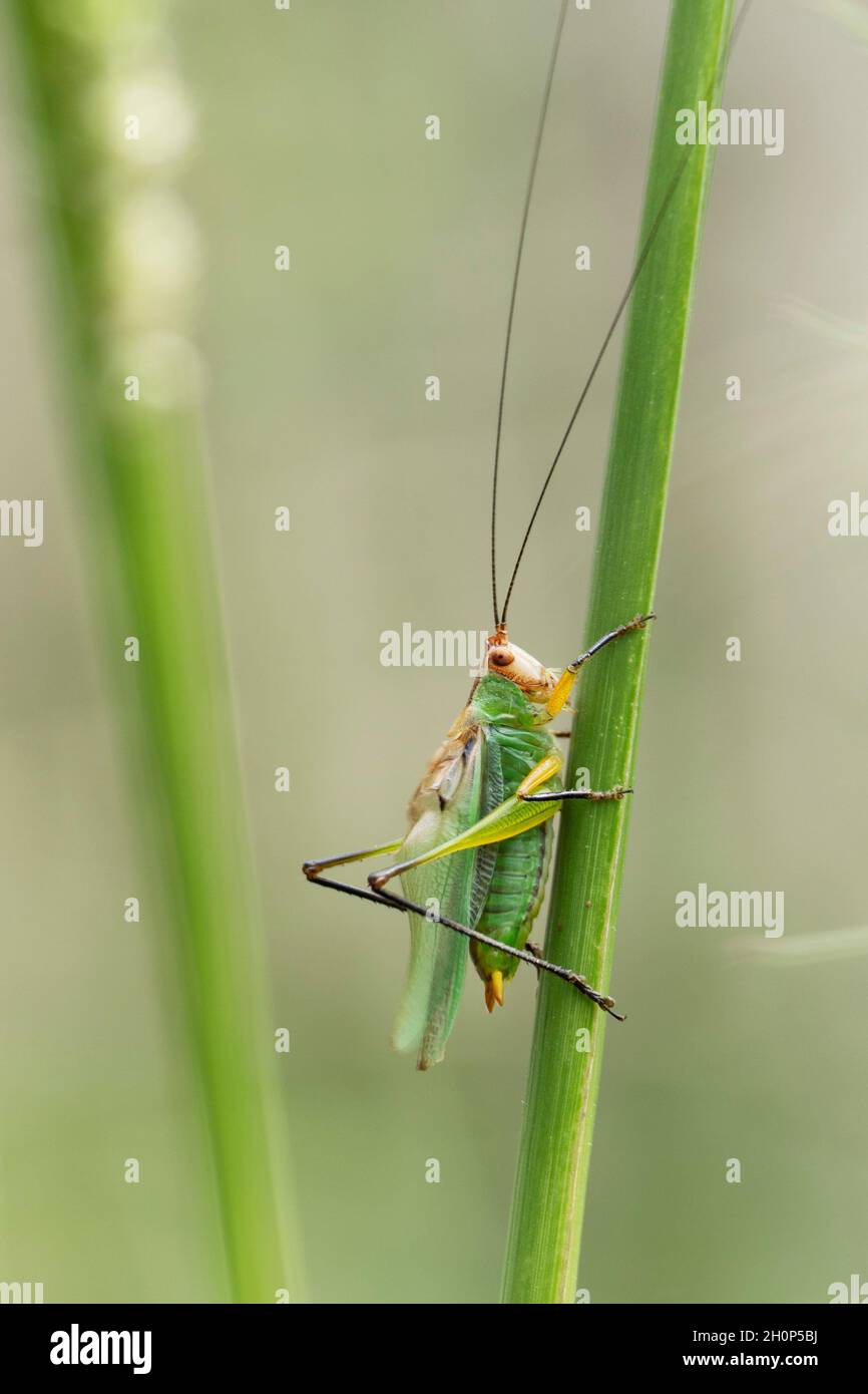 Katydid (gladiatore Orchelimum) Foto Stock