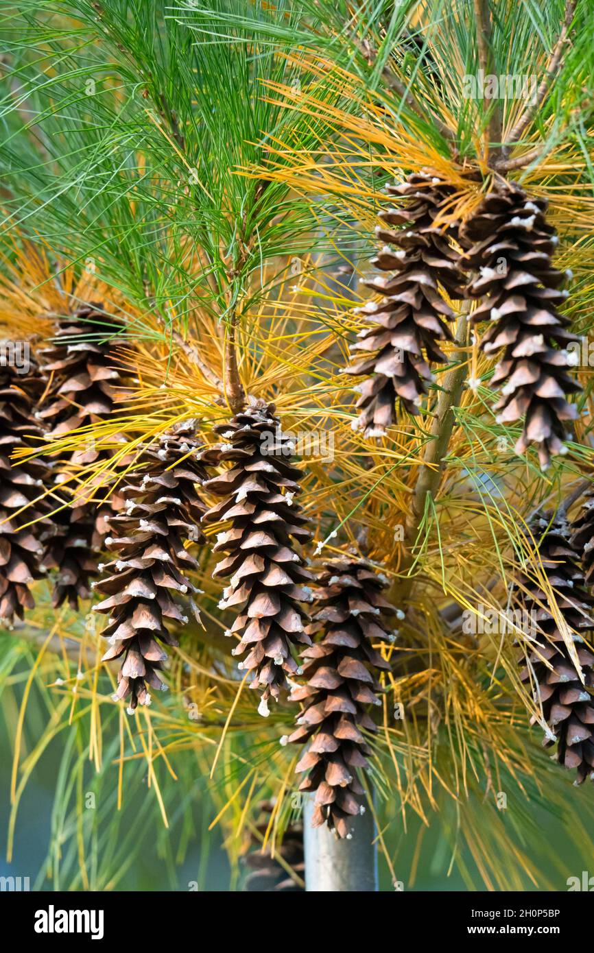 Pinus contorta, coni di pino in autunno Foto Stock