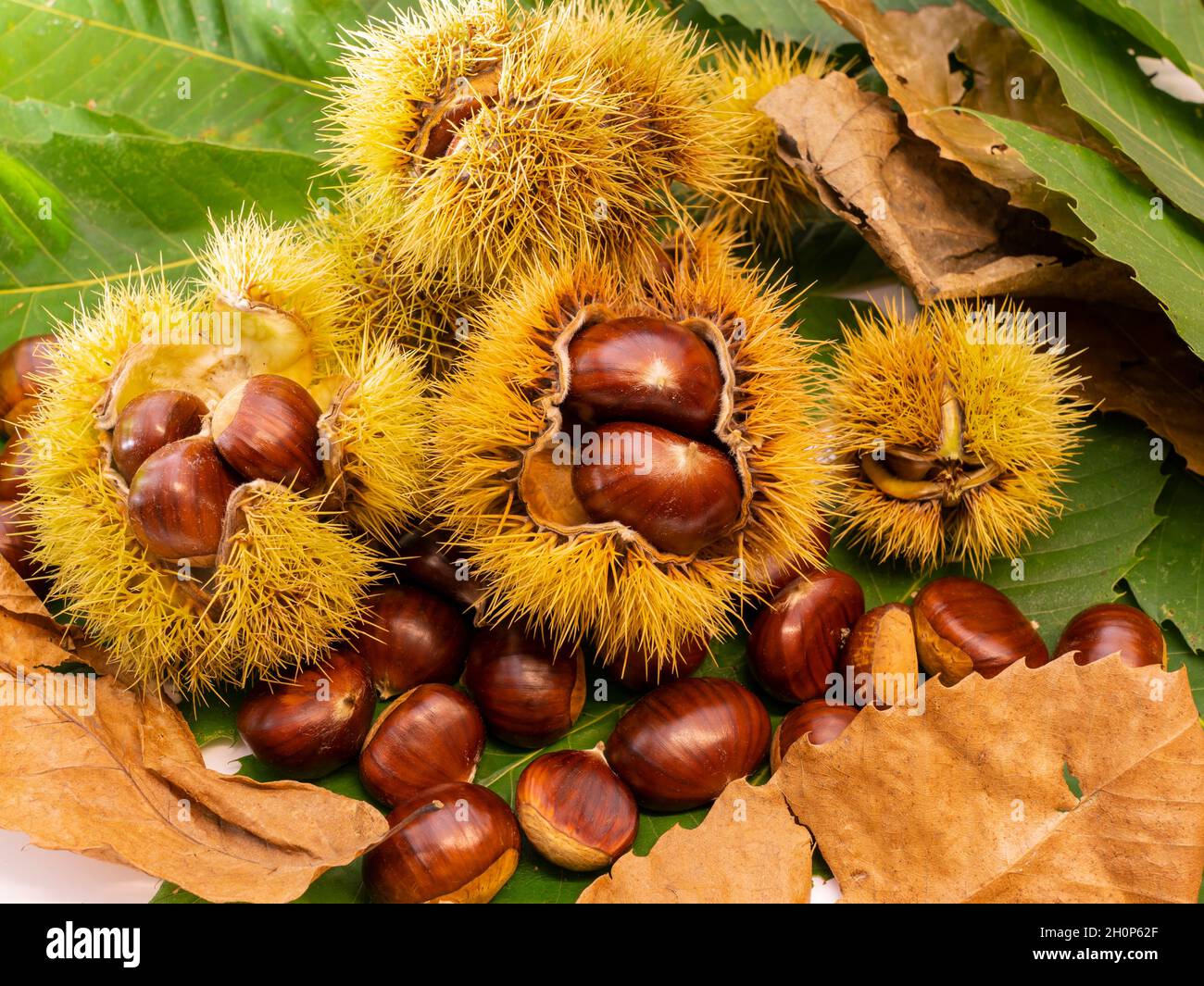 Composizione autunnale di castagne, ricci e foglie di castagne. Stagione autunnale. Colori caldi. Sfondo alimentare Foto Stock