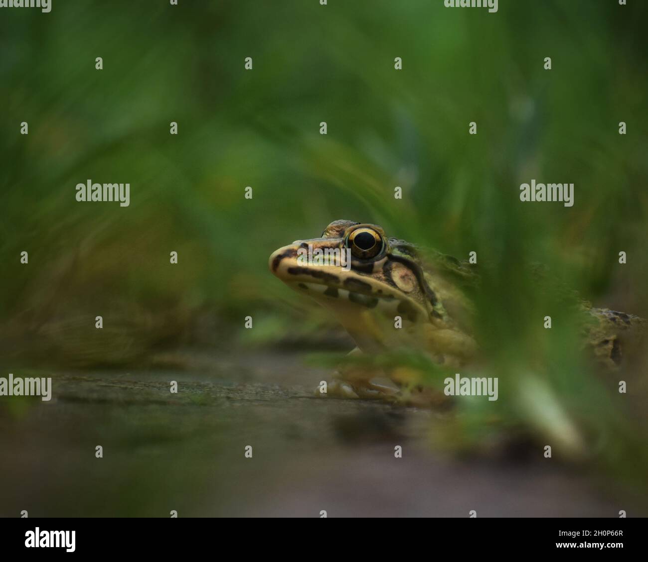 Bullfrog verde indiano tra le erbe vicino a un lago Foto Stock