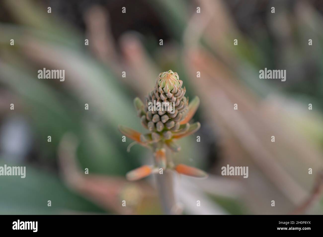 Primo piano di un fiore germoglio di pianta Aloe brevifolia, nella famiglia Asphodelaceae nativo del Capo Occidentale, Sudafrica Foto Stock