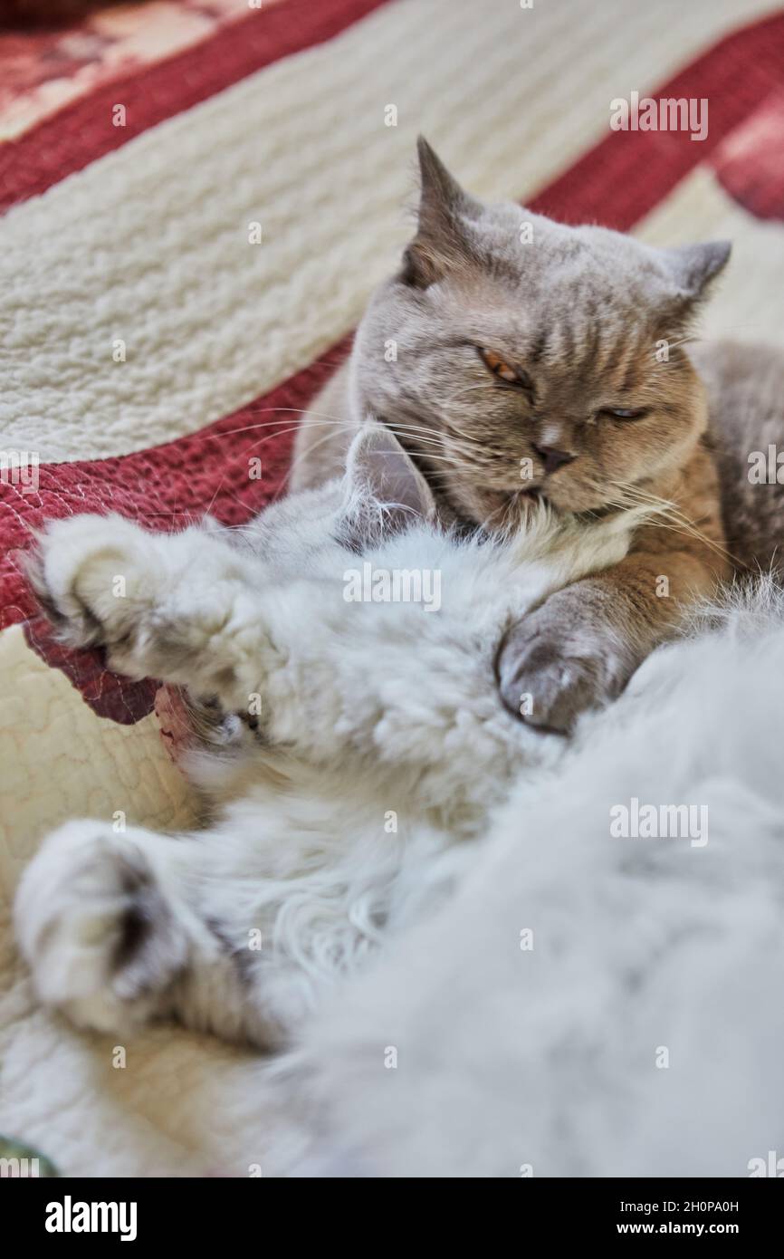 Due gatti inglesi, dai capelli lunghi e dai capelli corti, si leccarsi sul letto. Foto Stock