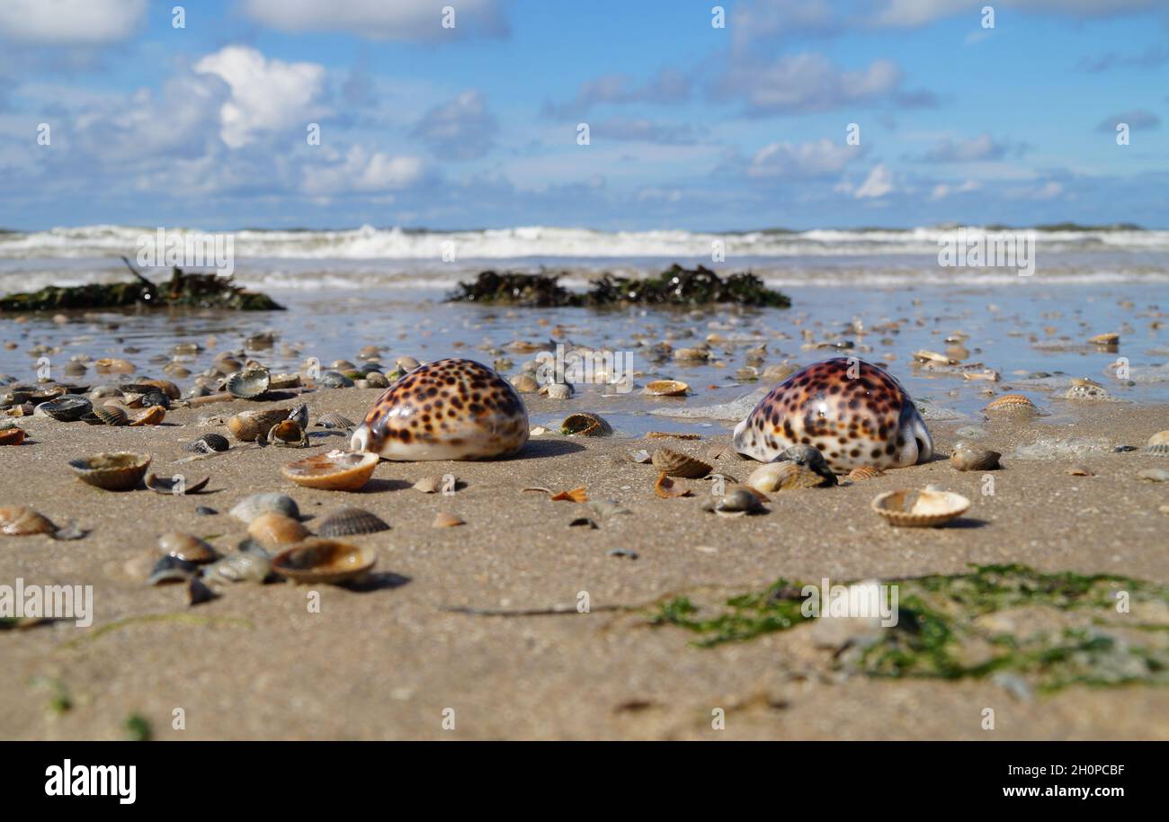 Splendido paesaggio marittimo al mare con le conchiglie di Tiger Cowrie Foto Stock