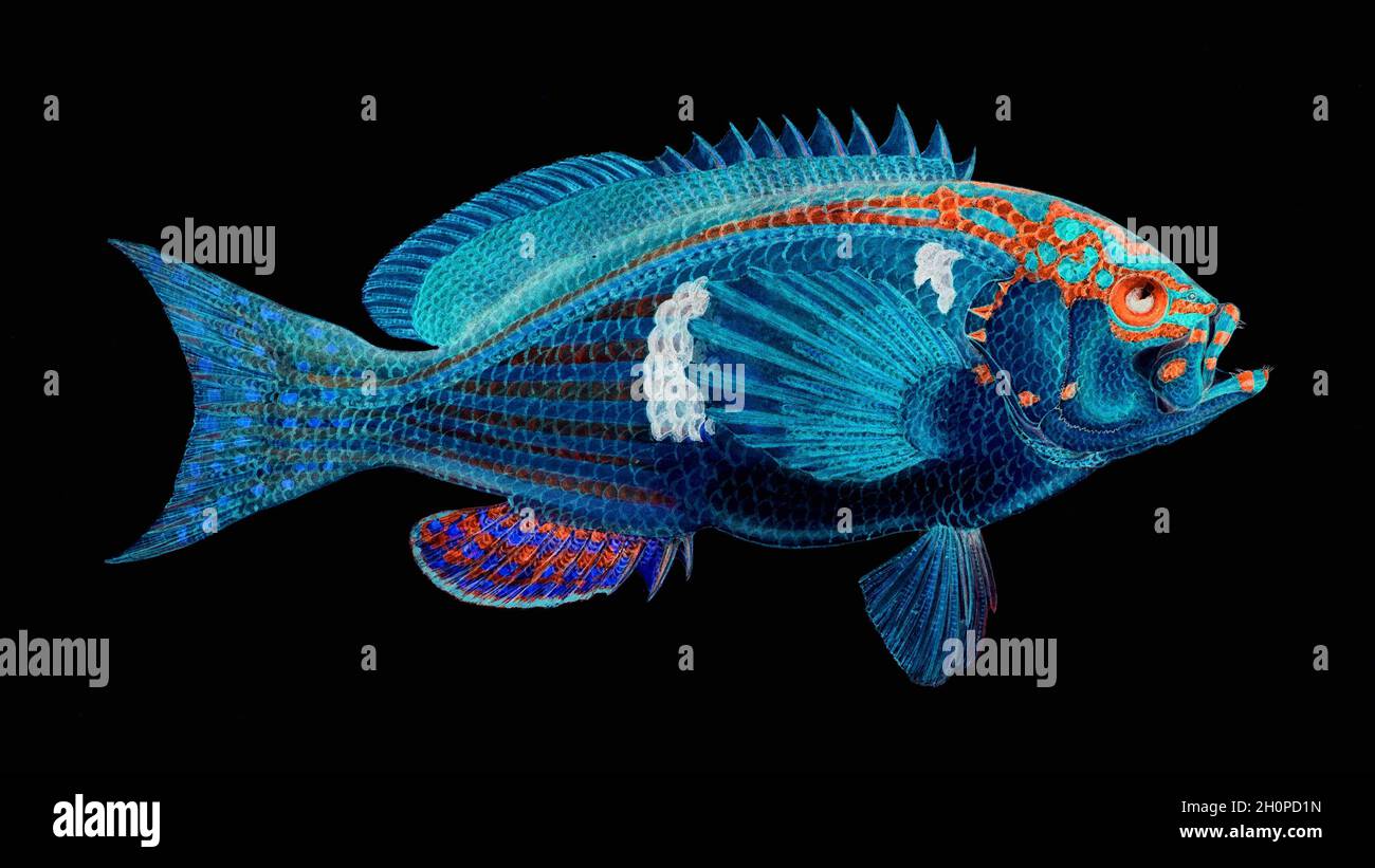 Frank Edward Clarke illustrazione dei pesci d'epoca con inversioni di colore - Sea Perch Foto Stock