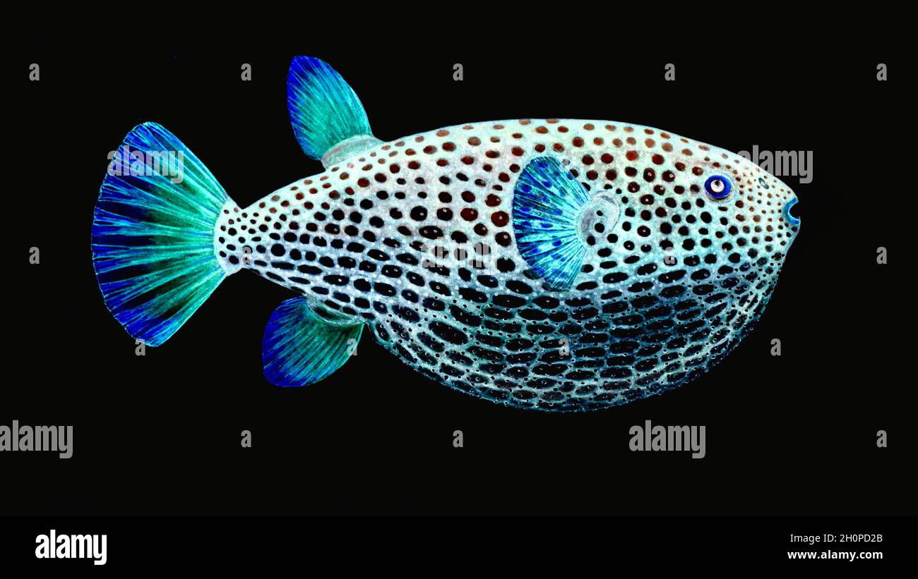Frank Edward Clarke Puffer Fish Illustrazione con inversioni di colore - Funky Fish Foto Stock