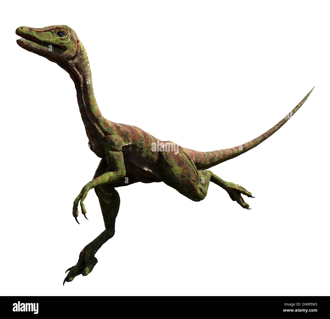 Compsognathus longipes attacco, piccolo dinosauro del tardo periodo giurassico, isolato su sfondo bianco Foto Stock