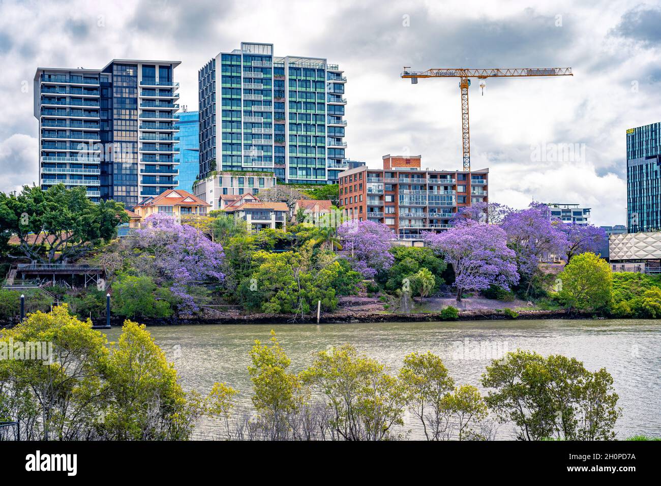 Albero jacaranda fiorito a Brisbane, Queensland, Australia Foto Stock