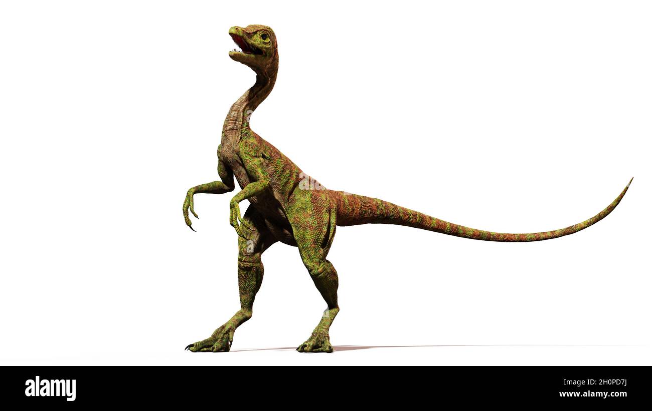 Compsognathus longipes attacco, piccolo dinosauro del tardo periodo giurassico, isolato su sfondo bianco Foto Stock