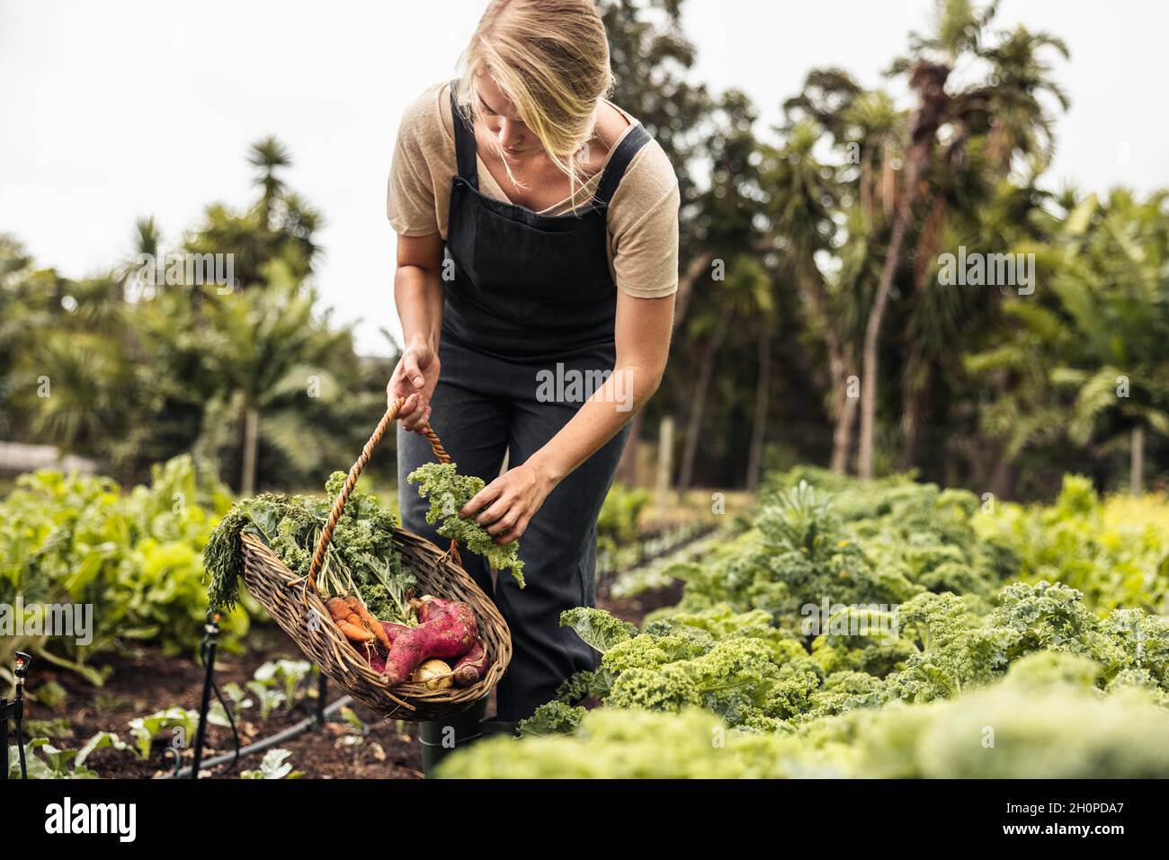 Donna giardiniere che raccoglie kale fresco da un orto. Giovane donna che raccoglie prodotti freschi in un cestino su un campo agricolo. Autosufficienza Foto Stock
