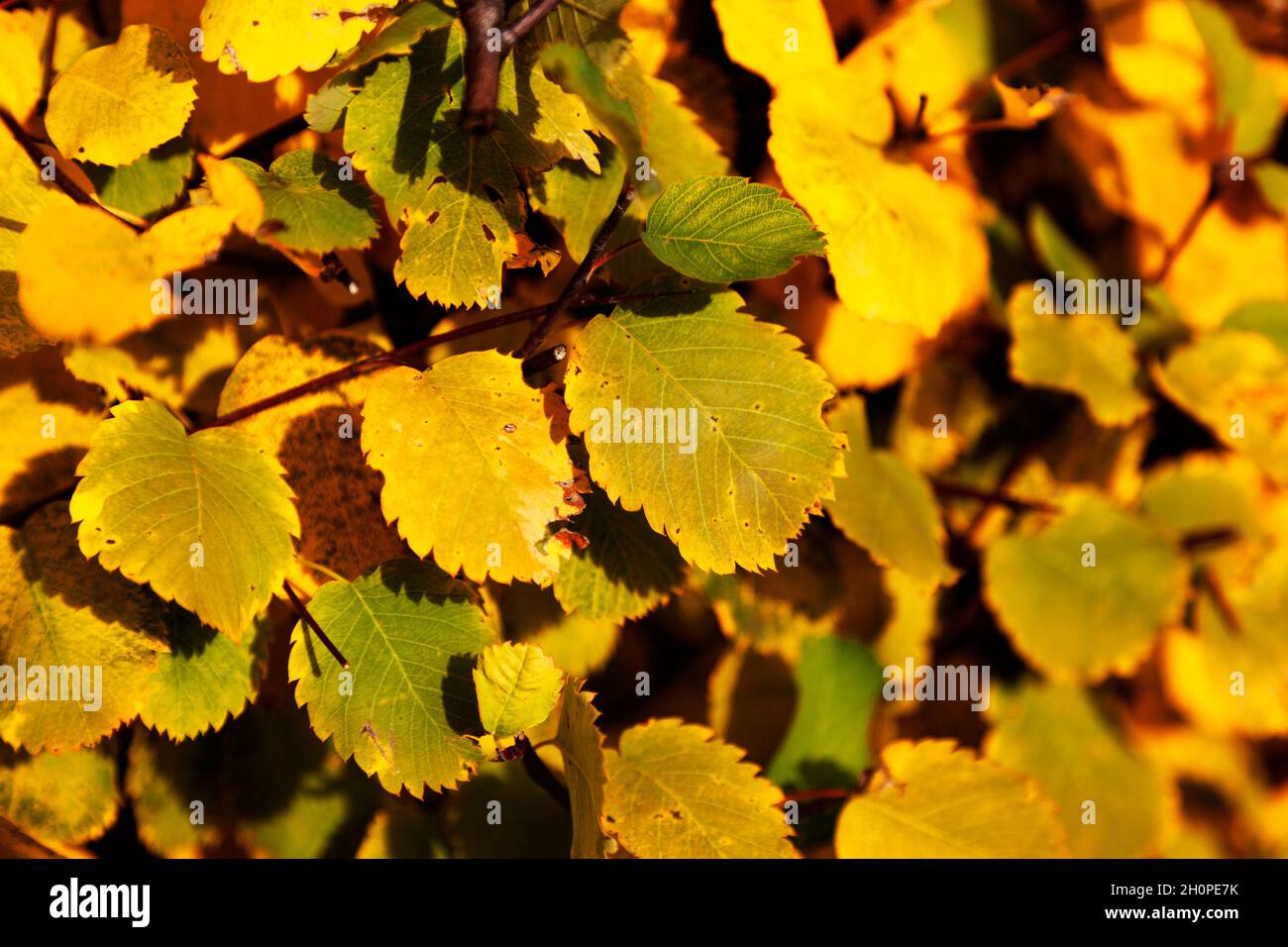 l'autunno lascia su un cespuglio che diventa giallo Foto Stock