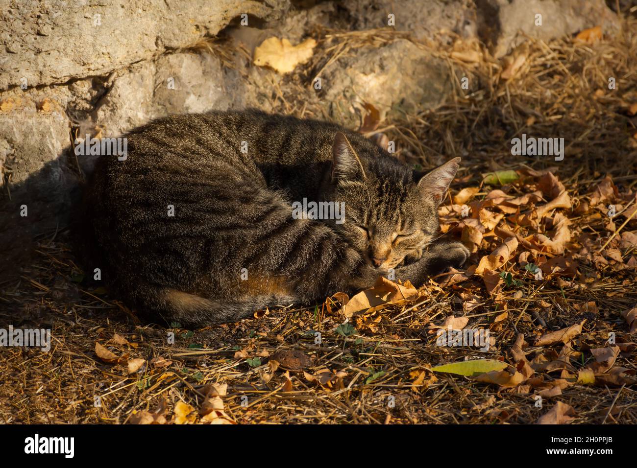 Cat autunno fogliame. Carino gattino a righe si addormentò sul fogliame marrone arancio caduto sotto un albero nel parco. Il concetto di caldo autunno, com Foto Stock