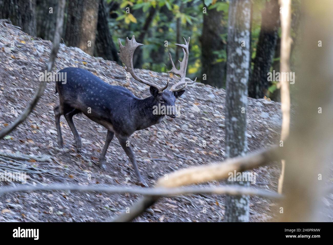 maschio nero melanico daino in amore stagione bassa nella foresta in autunno Foto Stock