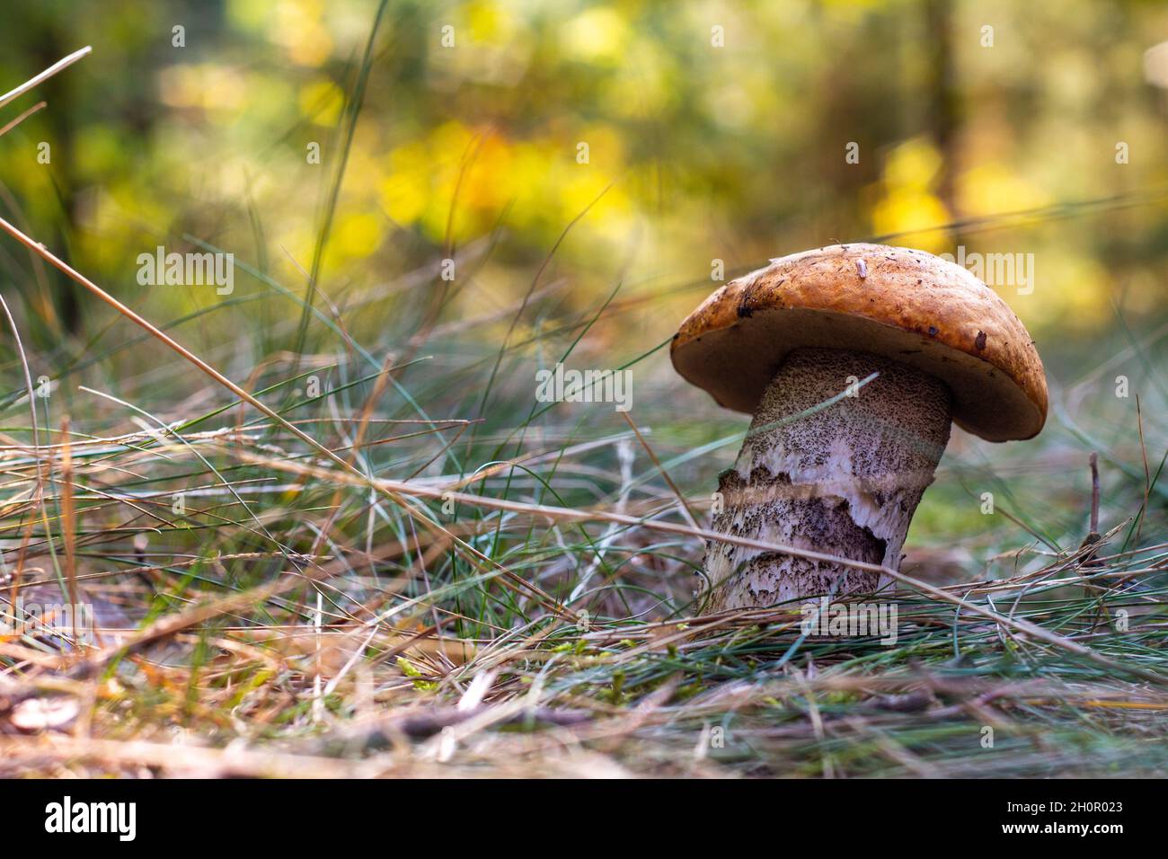 Funghi porcini commestibili crescono in natura. Ampio fungo Leccino spesso che cresce in legno selvatico Foto Stock