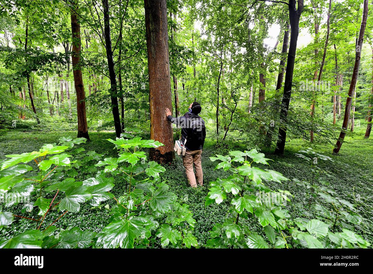Passeggiata artistica attraverso la Foresta di Olhain (Francia settentrionale): Sentiero sensoriale per gli spettatori che indossano cuffie in mezzo agli alberi e la natura, org Foto Stock