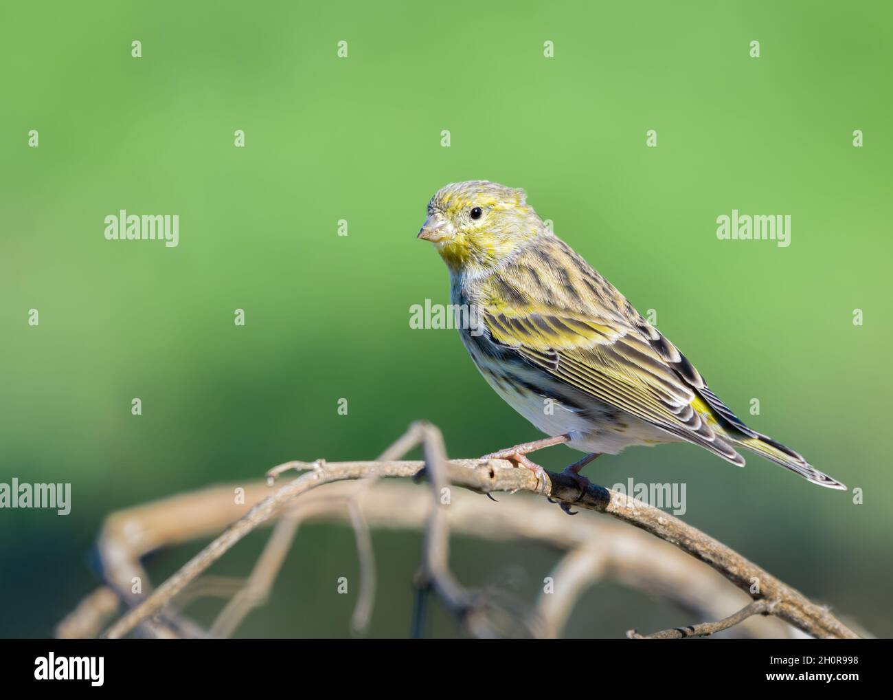 Serin europeo (Serinus serinus) uccello adulto maschio appollaiato su ramo isolato su sfondo verde. Portogallo, Europa Foto Stock