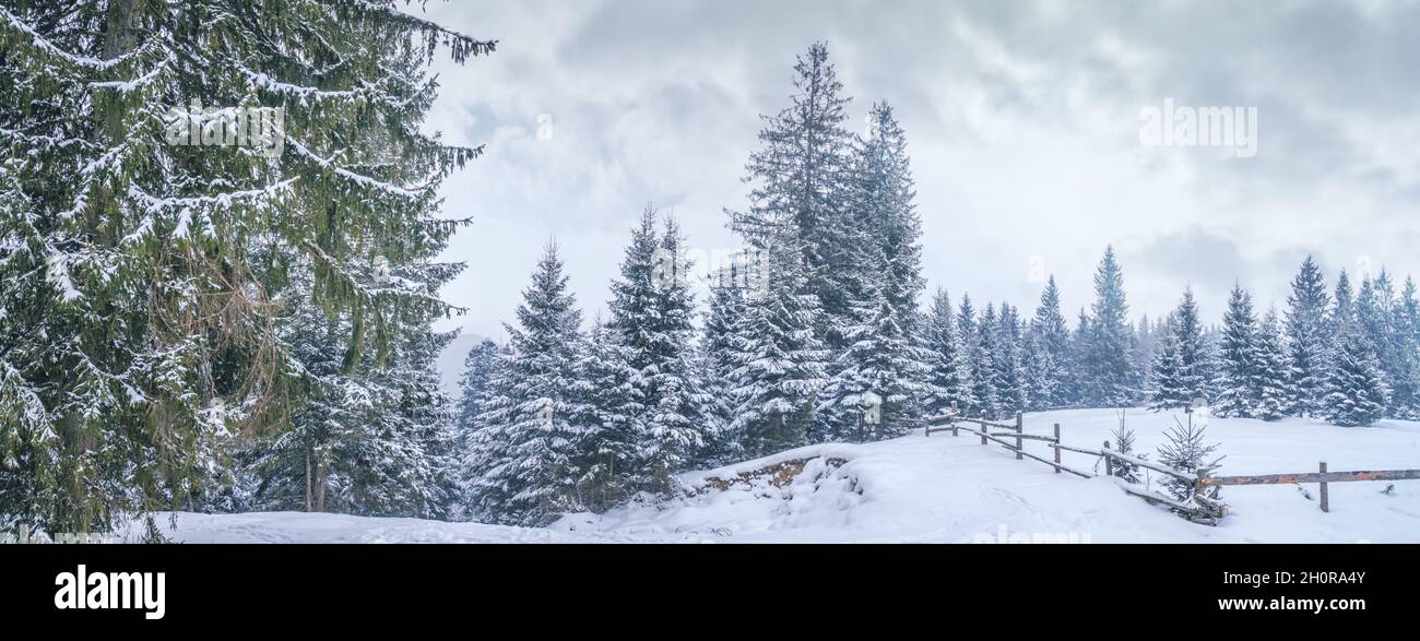 Paesaggio invernale, panorama, banner - vista della pineta innevata in montagna dopo nevicate pesanti Foto Stock