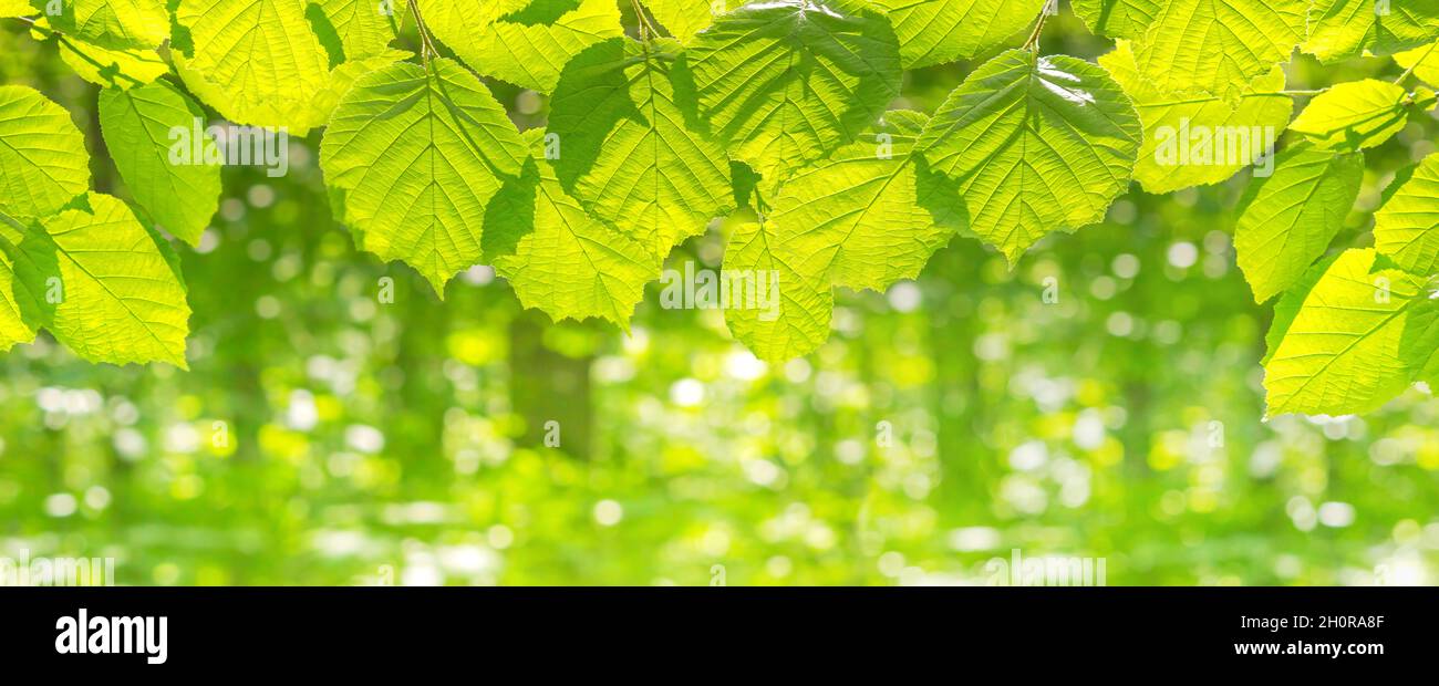 Paesaggio primaverile, sfondo, bandiera - vista delle foglie di nocciolo sul ramo nella foresta decidua in una giornata di sole, primo piano, con spazio per il testo Foto Stock