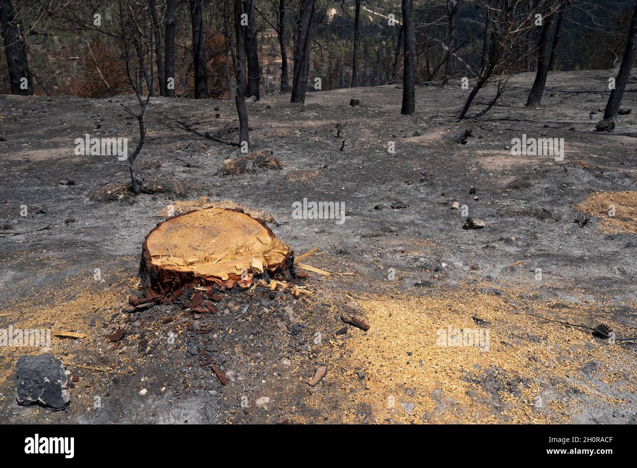 Il grumo di un vecchio pino bruciato tagliato fuori dopo un fuoco selvatico nel bosco mediterraneo nei monti della Giudea vicino Gerusalemme, Israele. Foto Stock