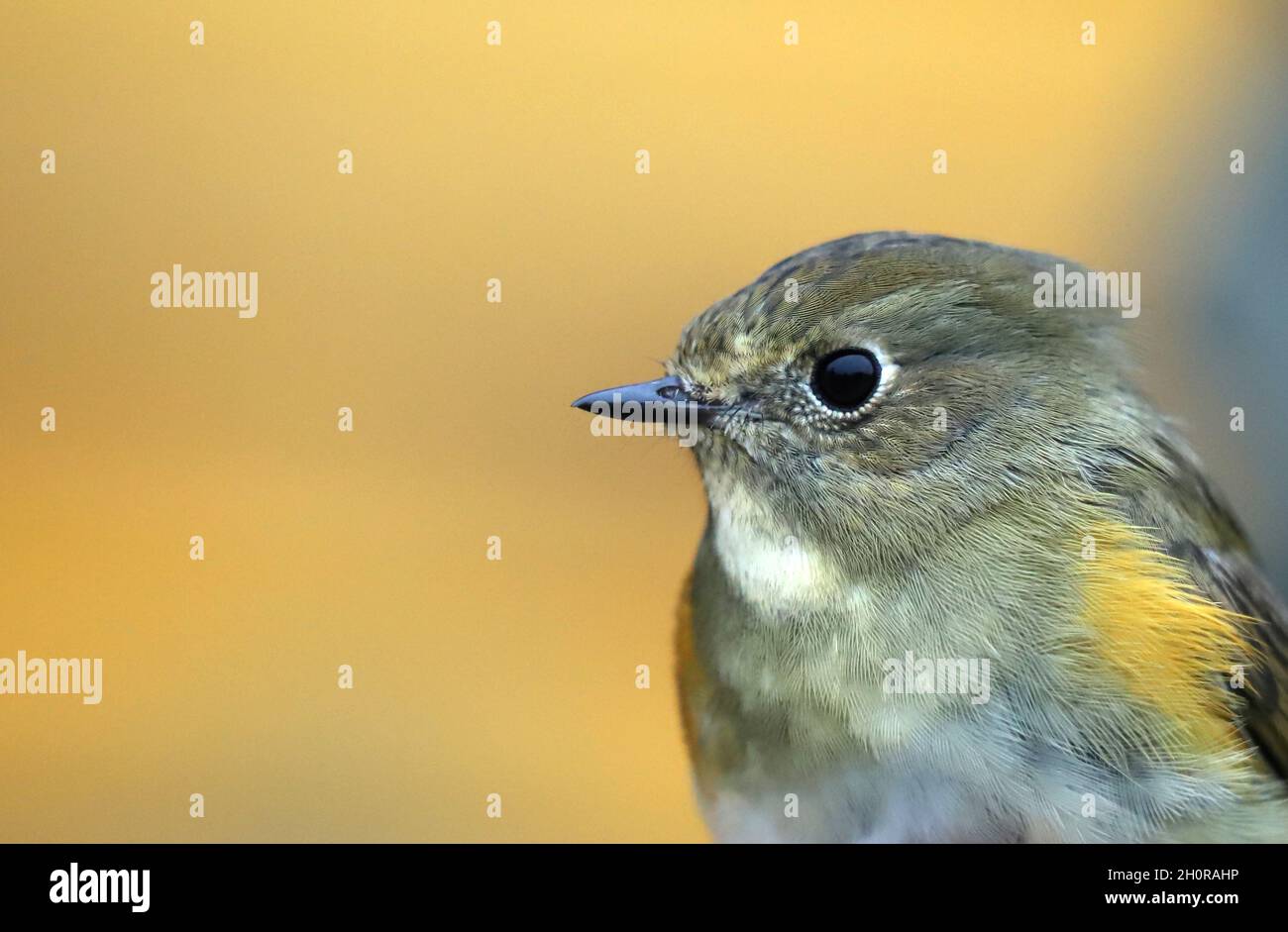 Ritratto di un bluetail rosso-fiancheggiato su uno sfondo sfocato, primo piano. Bird ringing, Bielorussia. Foto Stock