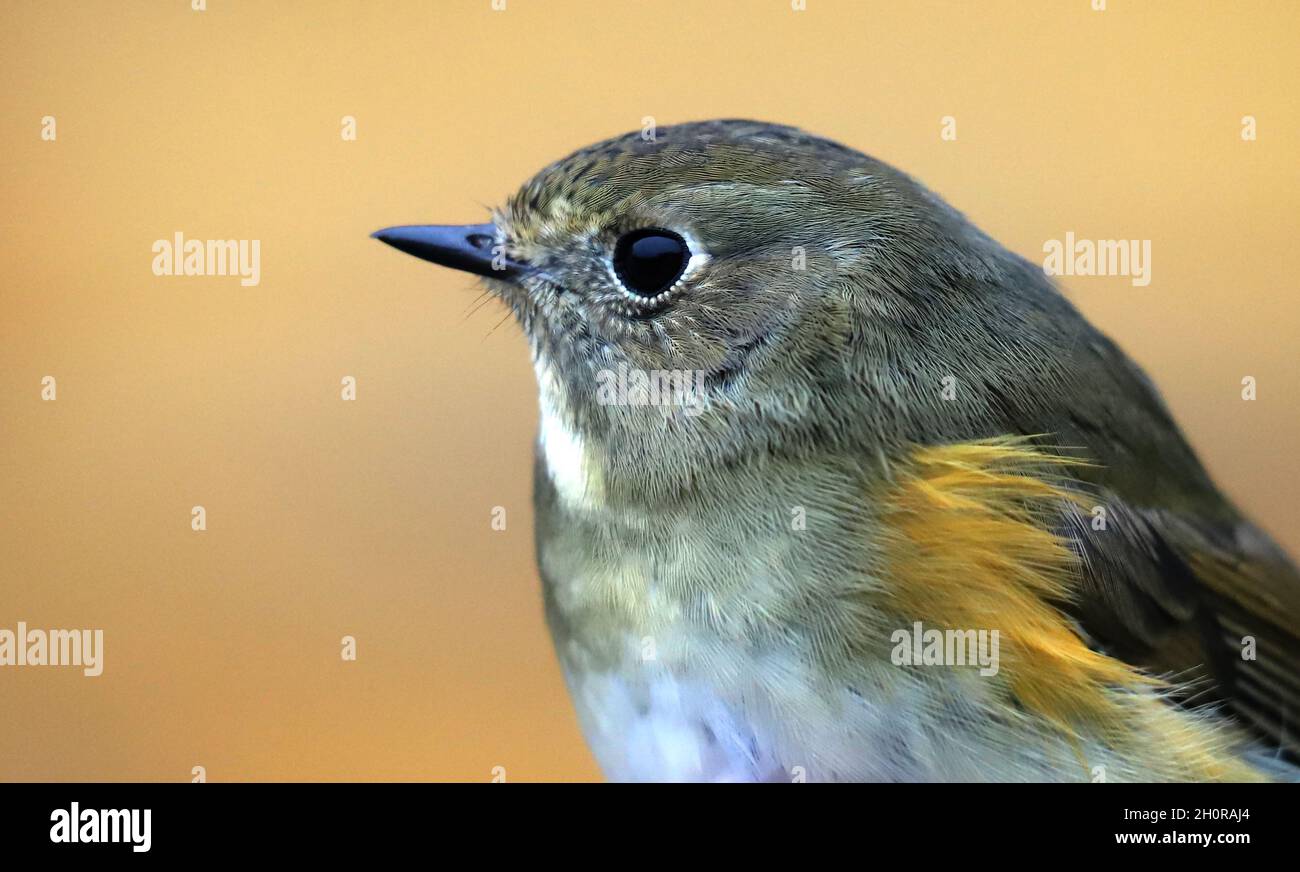 Ritratto di un bluetail rosso-fiancheggiato su uno sfondo sfocato, primo piano. Bird ringing, Bielorussia. Foto Stock