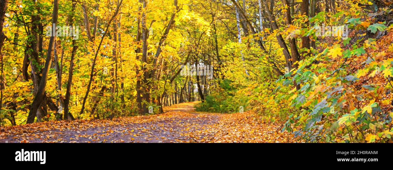 Paesaggio autunnale, panorama, banner - vista della strada che attraversa la foresta con alberi gialli e foglie secche cadute Foto Stock