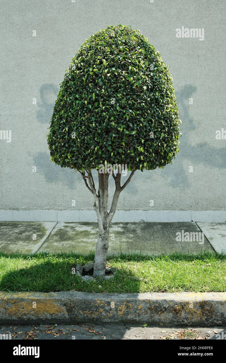 Un piccolo albero in erba, molto ben rifinito Foto Stock