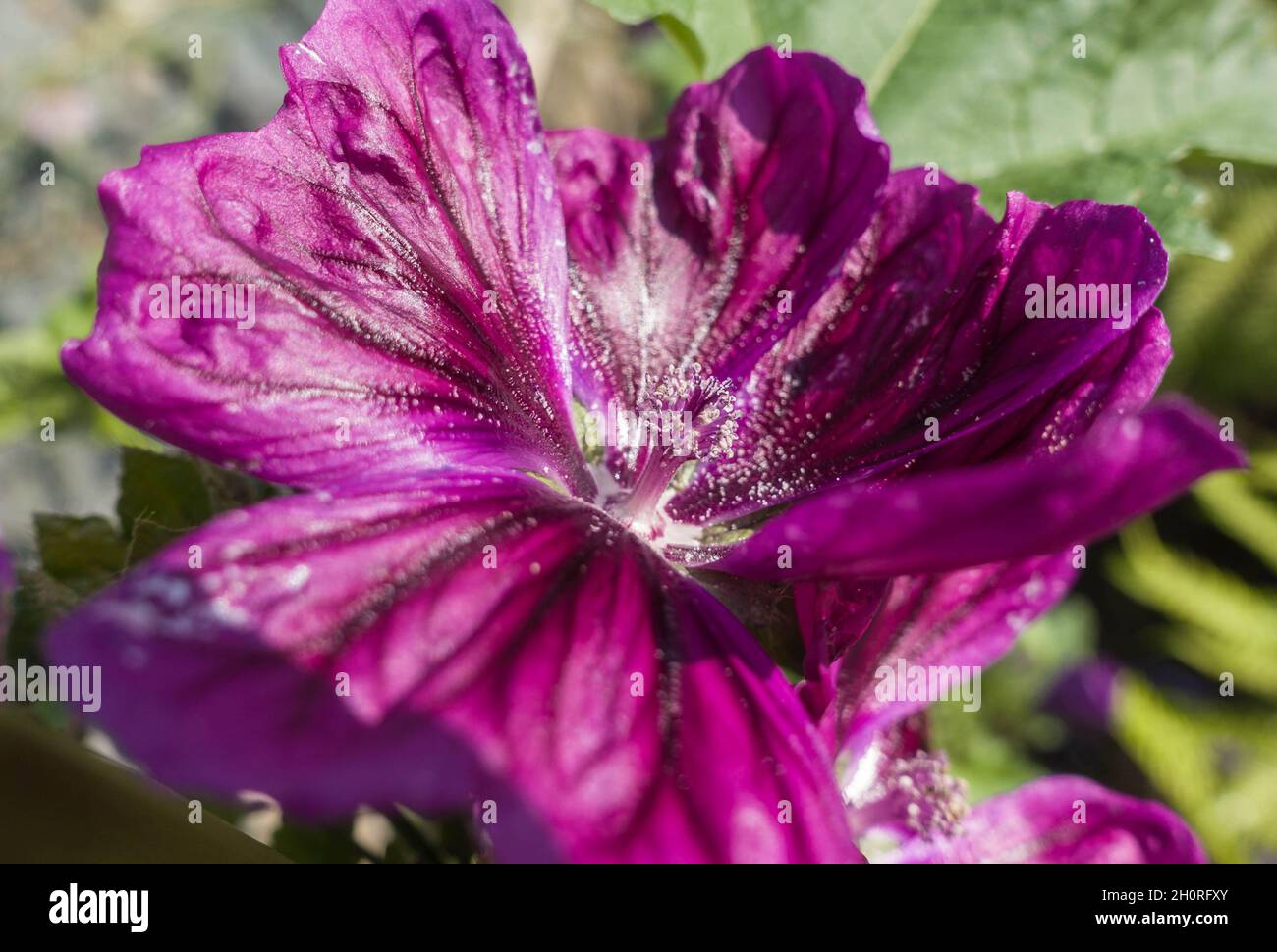 Albero mallow (Malva arborea) originario del sud Europa, ma ora ampiamente naturalizzato. Hereford Regno Unito. Agosto 2021 Foto Stock