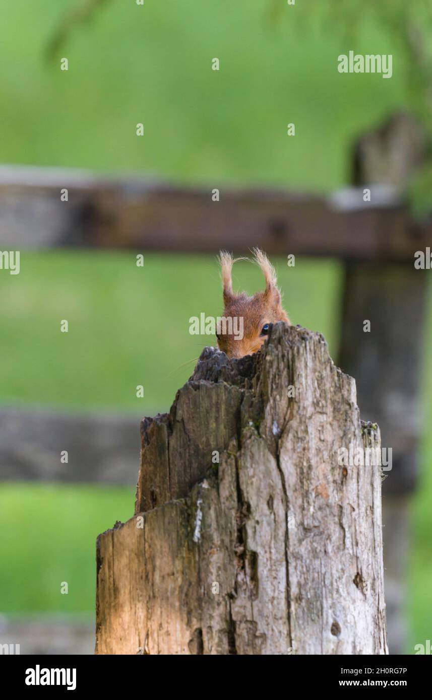 Red Squirrel (Sciurus vulgaris) sedette dietro il posto di recinzione Perthshire Scozia Regno Unito. Giugno 2021. Foto Stock