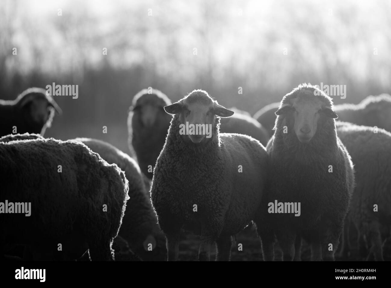 Gruppo di pecore che camminano sui terreni agricoli in inverno e guardano la macchina fotografica. Immagine in bianco e nero Foto Stock