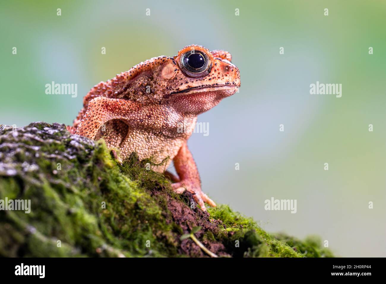 Rospo comune asiatico (Bufo melanostictus) su un ramo di muschio, Indonesia Foto Stock