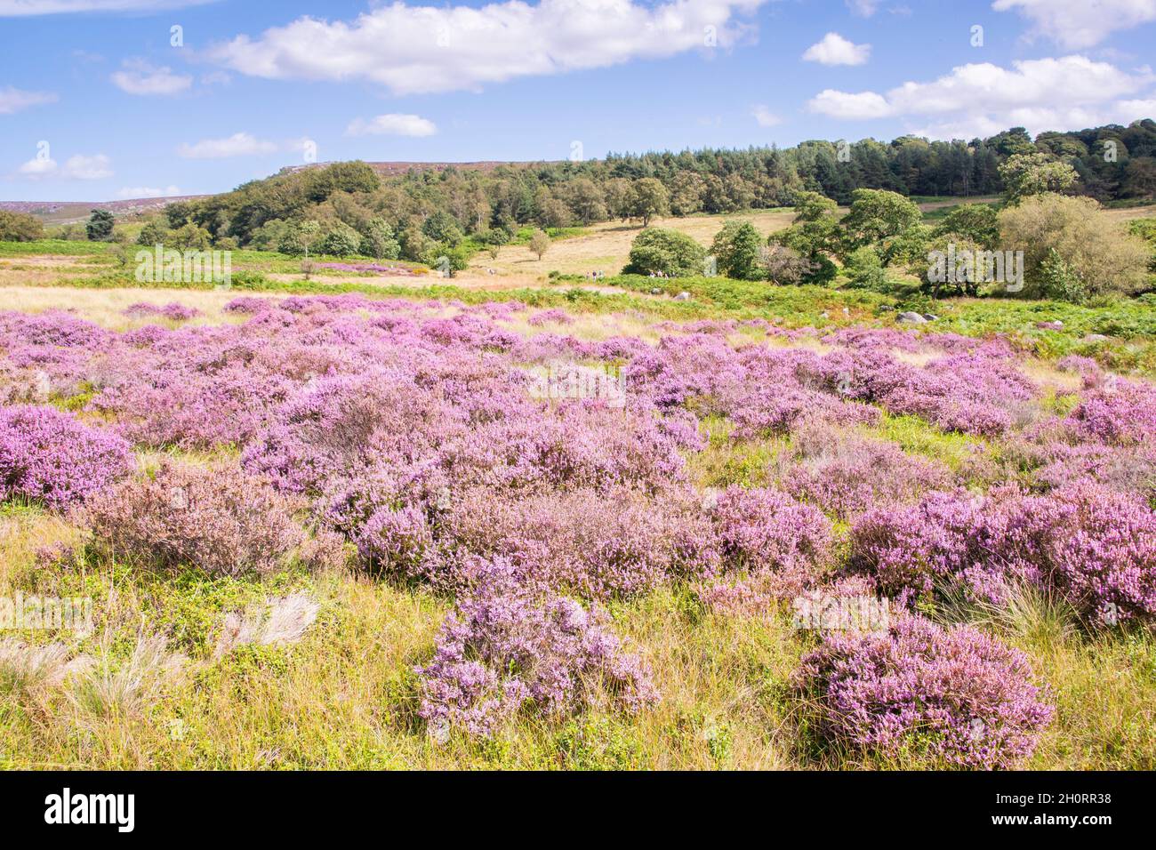Derbyshire UK – 20 ago 2020: Il paesaggio del Peak District è sublime in agosto quando le giovenche fiorite girano la campagna rosa, Longshaw Estate Foto Stock