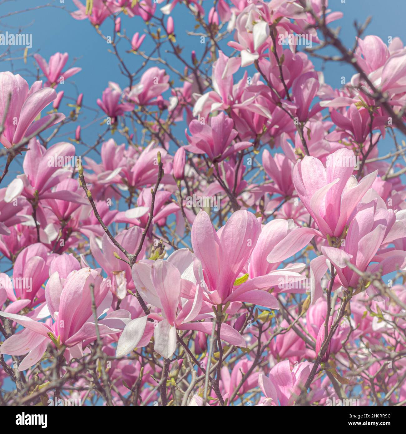 Spring Magnolia nel centro di Londra Foto Stock