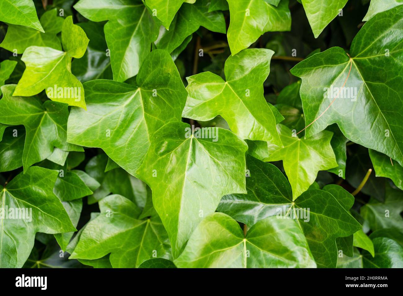 Verde foglie sfondo, natura bellezza pianta modello, verde pianta foglie piccole sfondo astratto. Foto di alta qualità Foto Stock