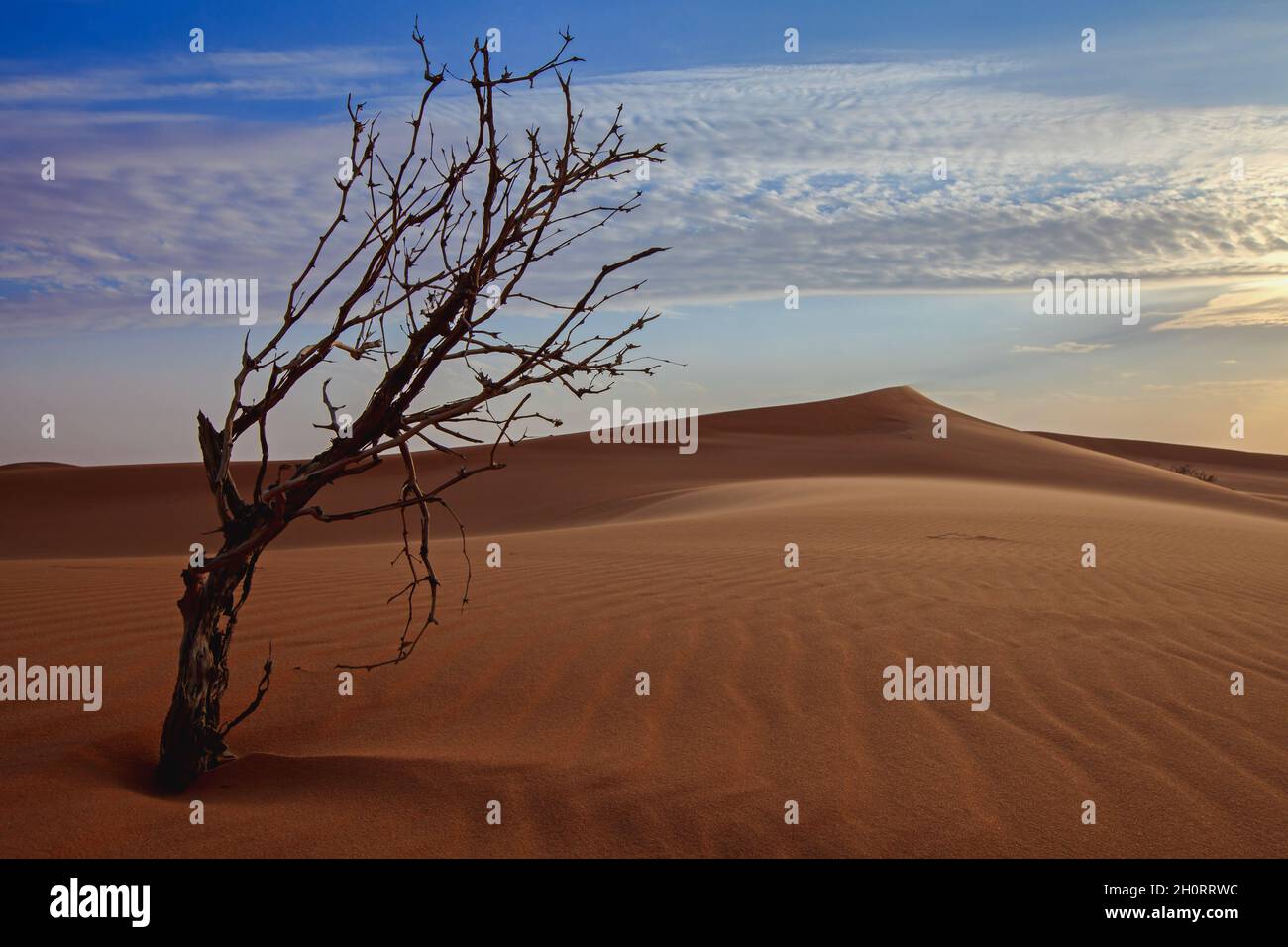 Albero morto nel deserto, Arabia Saudita Foto Stock