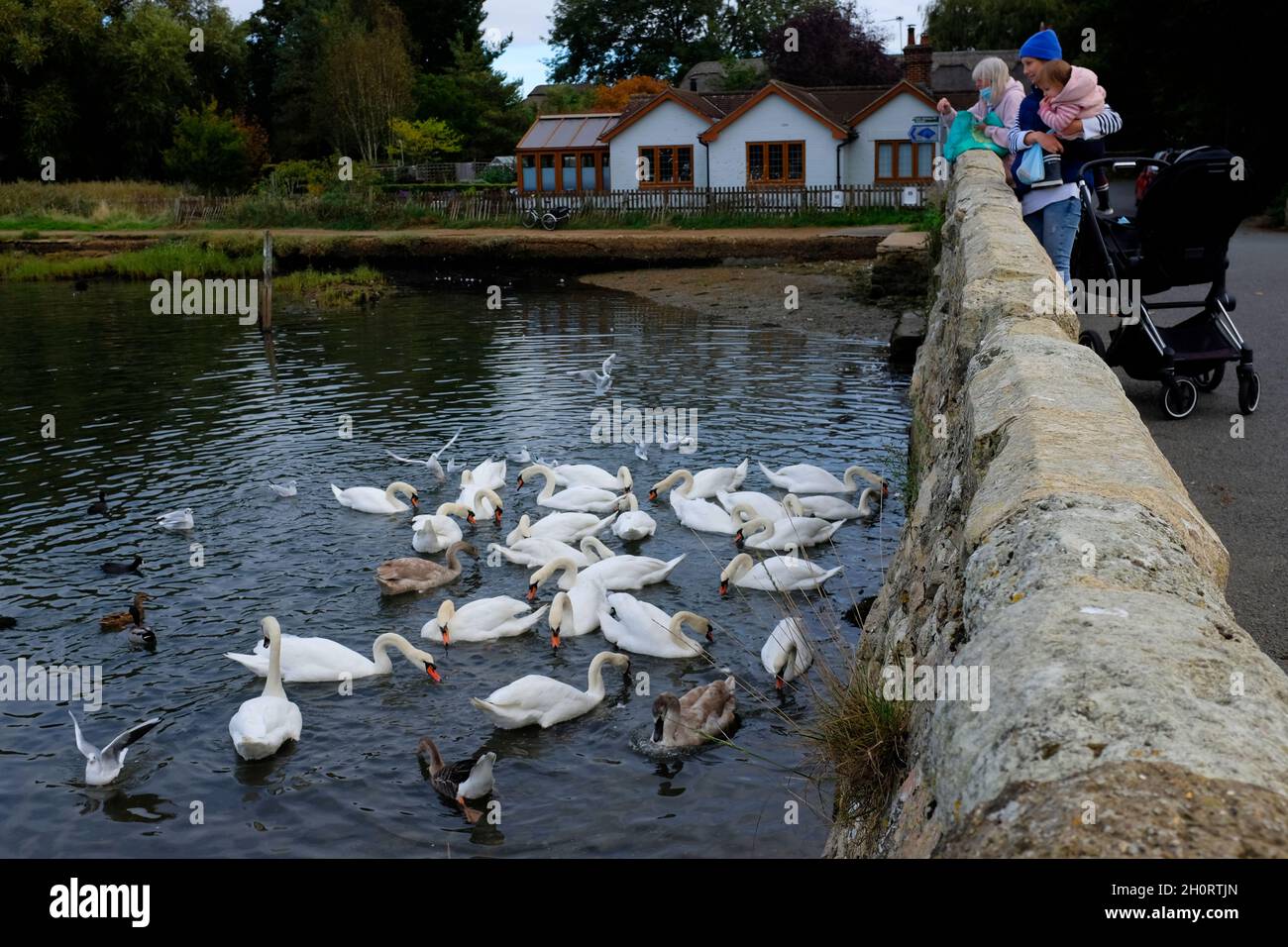 Uccello,Uccelli,cigno,cigni,alimentazione,il Causeway,River Yar,Freshwater,Isola di Wight,Inghilterra,UK, Foto Stock