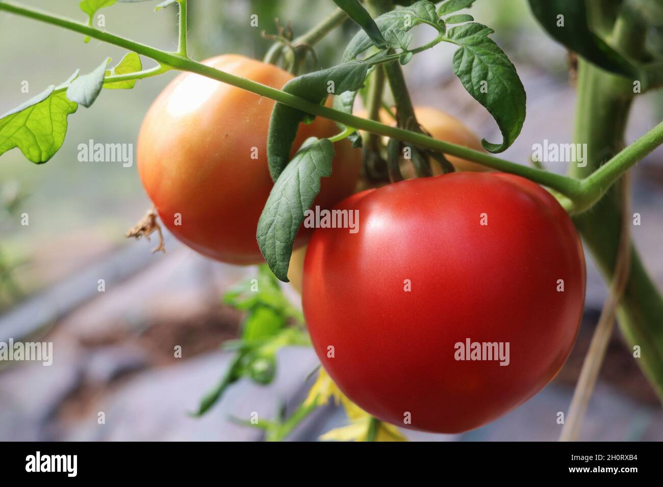Bei pomodori rossi sul ramo in casa verde, pomodori biologici Foto Stock