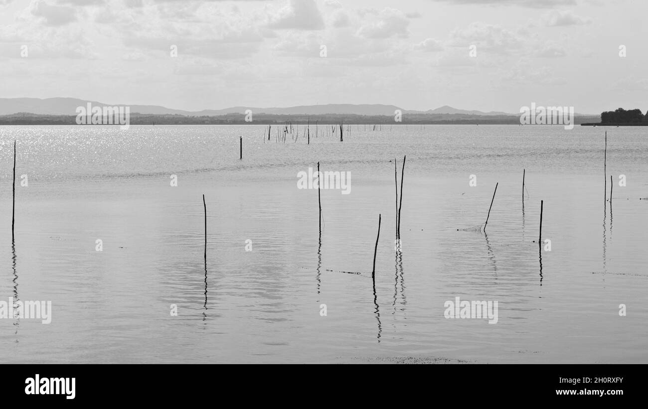 Rami e canne di bambù che emergono dalla superficie del lago Trasimeno (Umbria, Italia, Europa) Foto Stock