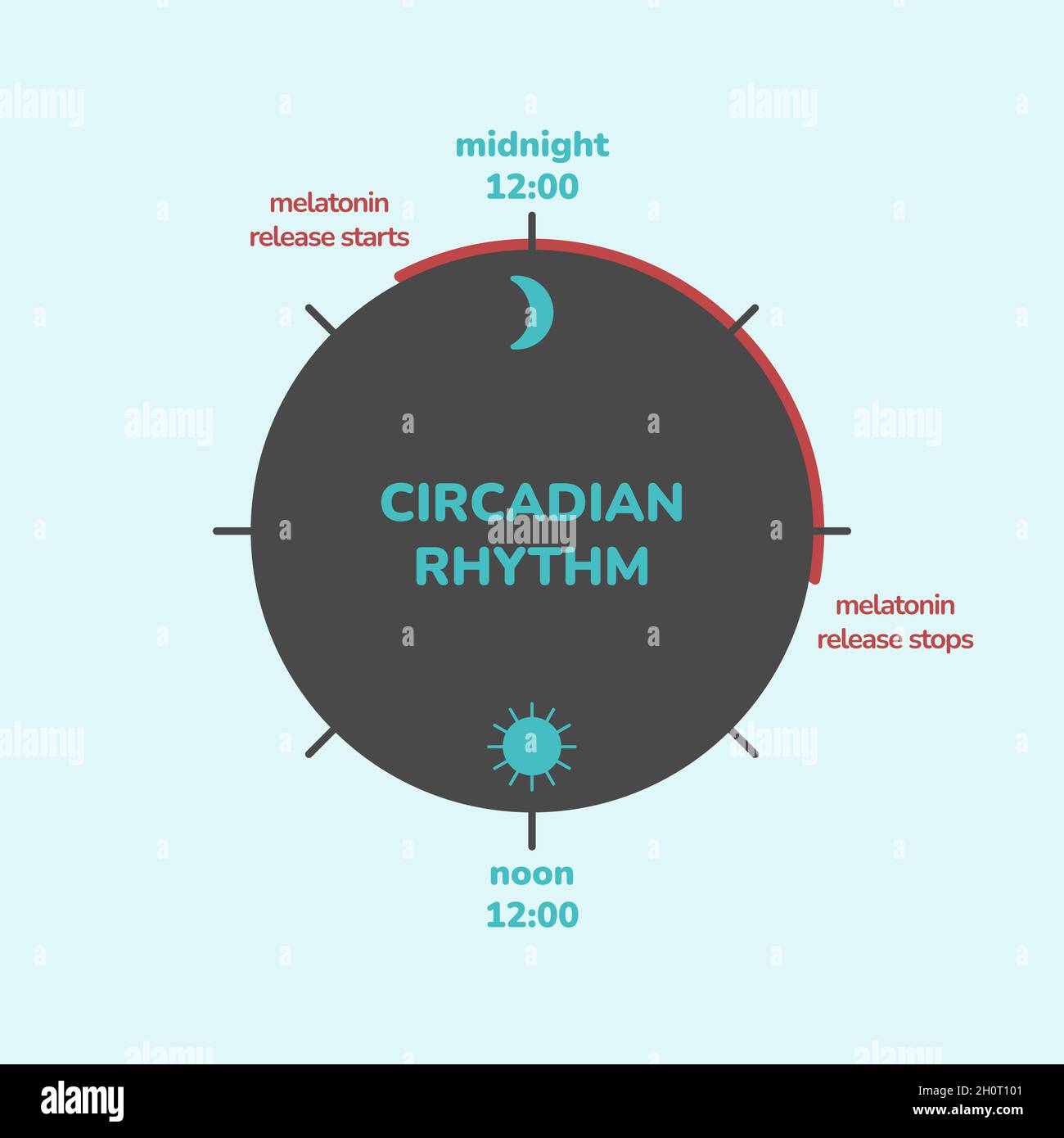 Concetto di ritmo circadiano. Infografica del rilascio dell'ormone della  melatonina. Orologio biologico di esseri umani. Biodinamica e  temporizzazione della luce Immagine e Vettoriale - Alamy