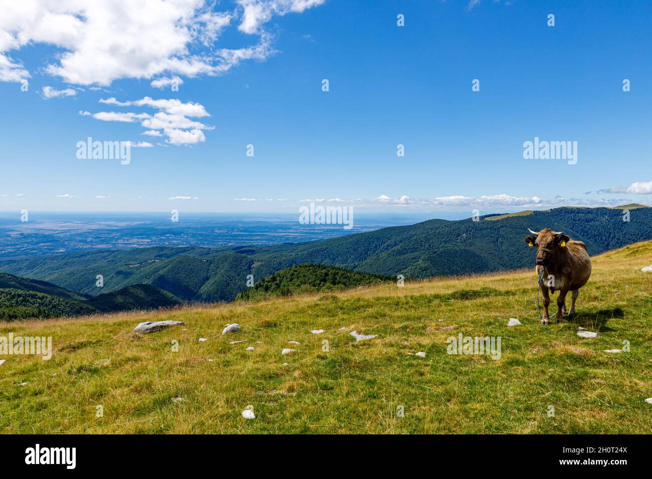 mucche in campo nelle montagne dei carpazi Foto Stock