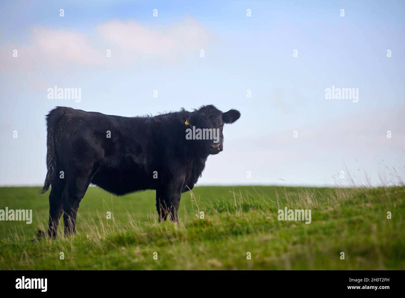 Aberdeen Angus bovini Foto Stock