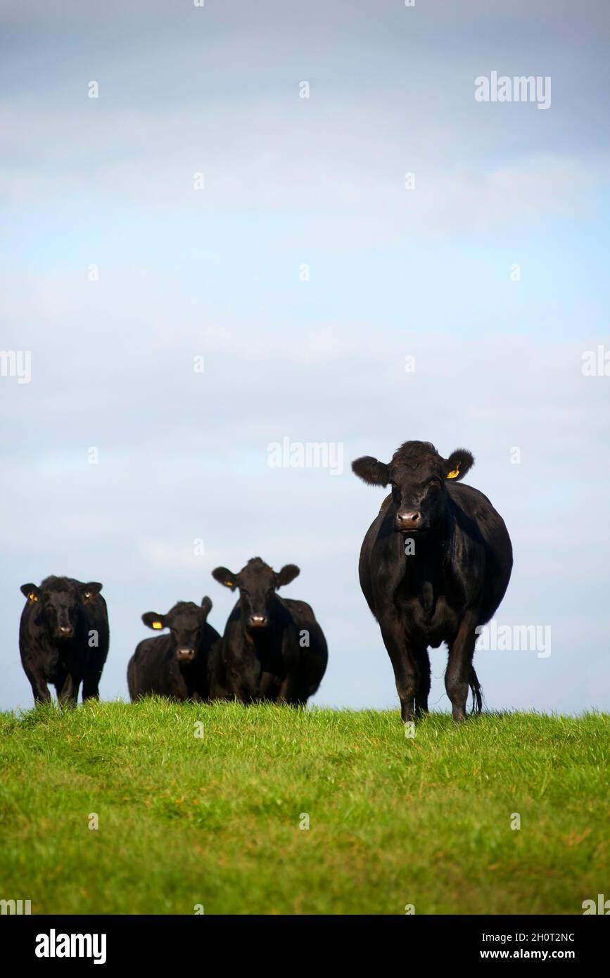 Aberdeen Angus bovini Foto Stock