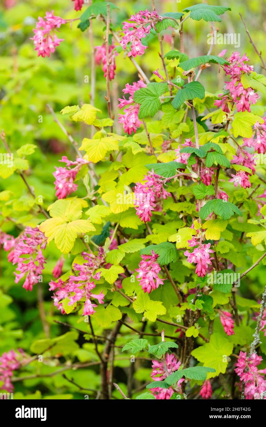 Ribes sangiuneum 'Brocklebankii, curry fiorente 'Brocklebankii, racemi pendente rosa fiori in primavera Foto Stock