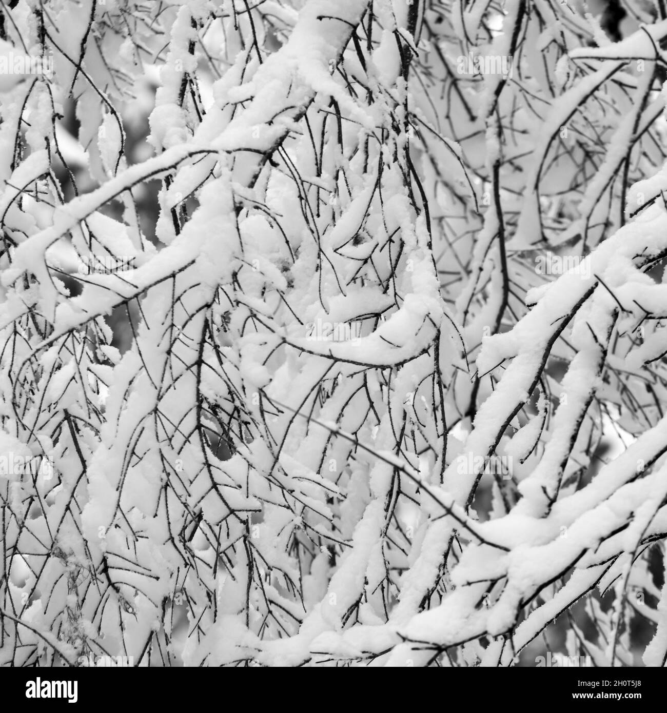 Sottili rametti di un pino coperto di neve. Sfondo invernale. Strutture e forme in legno. Foto Stock