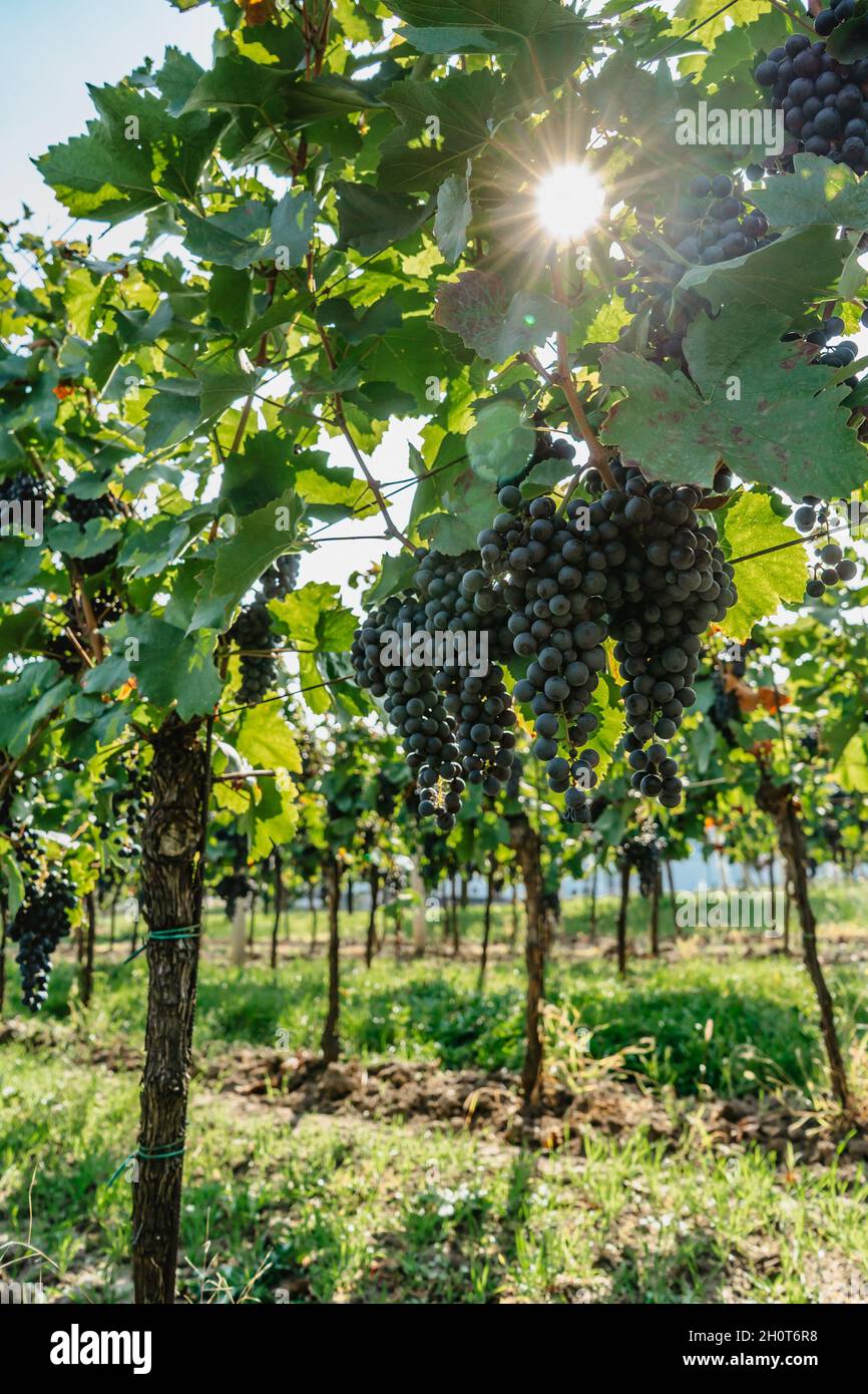 Particolare di vitigno biologico dolce succoso in autunno.primo piano di uve rosse in vigna, vendemmia Concept.Branches di uve fresche che crescono in Sud M Foto Stock